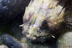 Long Spined Scorpion Fish, Trefor North Wales.  Nikon D80... by Alan Fryer 